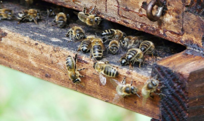postulat – Pour la protection des abeilles sauvages